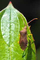 Closeup of a Sloe Bug insect, Dolycoris baccarum, crawling