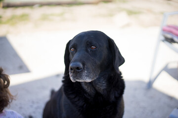 black labrador retriever