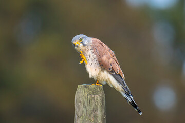 Kestrel falco tinnunculus male bird of prey closeup