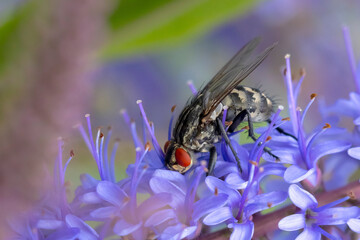 Flesh fly, Sarcophagidae , pollinating purple flowers.