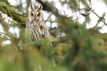 Long-eared owl (Asio otus) Czech republic