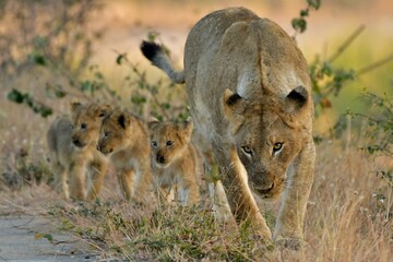 Wild Lions taken in Southern Africa, Kruger Park and Kgalagadi Park