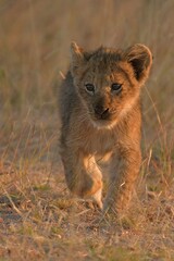 Wild Lions taken in Southern Africa, Kruger Park and Kgalagadi Park