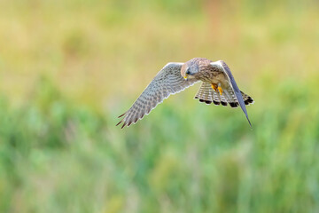 Kestrel falco tinnunculus closeup in flight