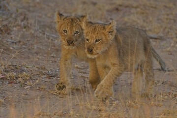 Obraz na płótnie Canvas Lions in Kruger National Park