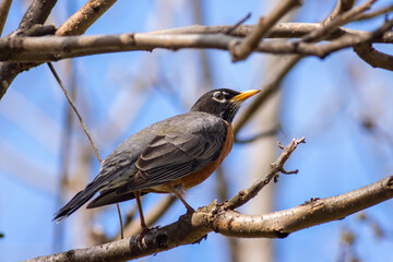 Robin in April.