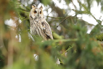 Long-eared owl (Asio otus) Czech republic