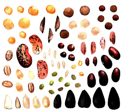 watercolor set of isolated fruits and seeds on a white background. red beans, peas, chickpeas, seeds, rice, mash, oatmeal