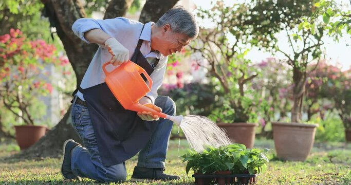 senior man watering the garden