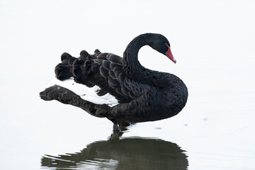 Fototapeta premium Black swan, Cygnus atratus, posing and preening
