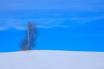 A Solo White Birch Against the Blue Winter Sky in Otsego County, NY.