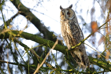 Long-eared owl (Asio otus) Czech republic