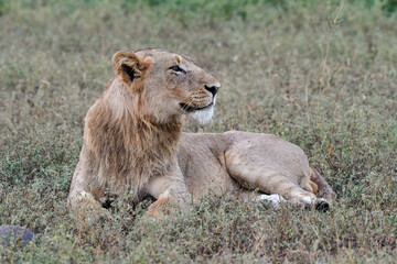 Wild Lions taken in Southern Africa, Kruger Park and Kgalagadi Park