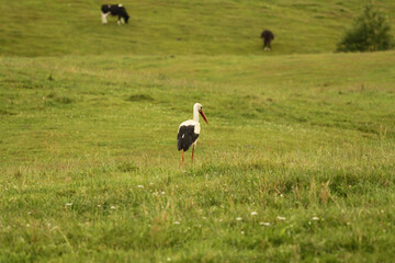 Obraz na płótnie Canvas Stork in the meadow