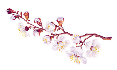 Isolated on white background realistic vector apricot tree branch. Detailed white spring flowers, hand drawing, clip art for your design. Cards, banners, social media wedding invitations and textiles