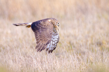 Hen harrier Circus cyaneus hunting