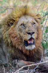 Wild Lions taken in Southern Africa, Kruger Park and Kgalagadi Park