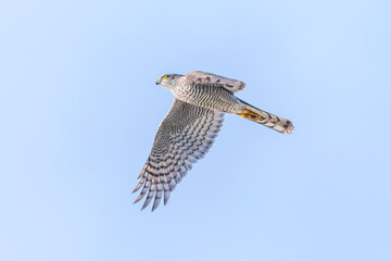 Eurasian sparrowhawk, Accipiter nisus, in flight hunting above a field