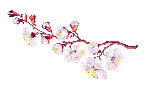 Isolated on white background realistic vector apricot tree branch. Detailed white spring flowers, hand drawing, clip art for your design. Cards, banners, social media wedding invitations and textiles © MPetrovskaya