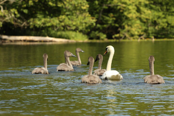The swan family on the Krutynia river