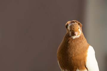 Red And White Color Capuchine Pigeon