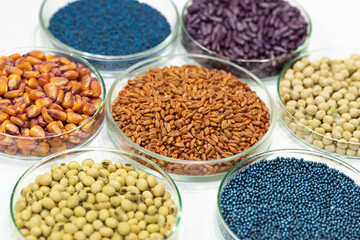 Fototapeta premium Colorful pesticide-treated rapeseed, sunflower, wheat, pea, soy, and corn seeds in a petri dish in the lab