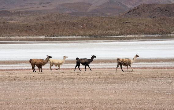 Lamas by Laguna Hedionda, Potosi Department, Bolivia