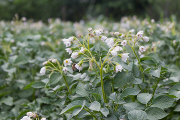 Potato plant. Ggreen leaves of young potato Plant. Potato field with green plantspotato plant.