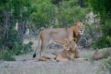 Fototapeta na wymiar Wild Lions taken in Southern Africa, Kruger Park and Kgalagadi Park