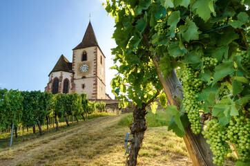 Green summer bunches of grapes near the medieval church of Saint-Jacques-le-Major in Hunawihr, village between the vineyards of Ribeauville, Riquewihr and Colmar in Alsace wine making region of France - obrazy, fototapety, plakaty