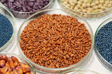 Colorful pesticide-treated rapeseed, sunflower, wheat, pea, soy, and corn seeds in a petri dish in the lab
