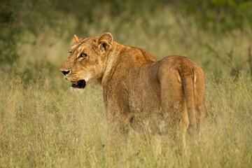 Wild Lions taken in Southern Africa, Kruger Park and Kgalagadi Park