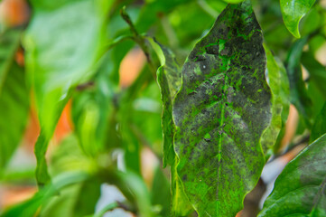 Coffee plant leaves grow fungus on coffee trees.