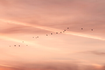 bandada de pájaros volando en formación sobre un atardecer dorado y suaves nubes