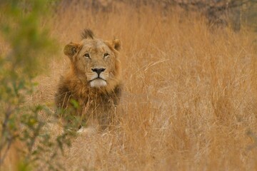Wild Lions taken in Southern Africa, Kruger Park and Kgalagadi Park
