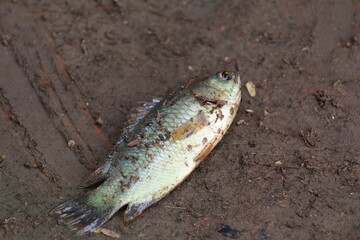 anabas fish laying on mud climbing gourami perch laying on ground hd anabas culture