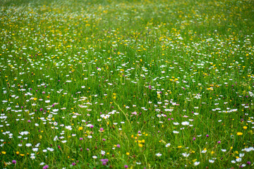 Wunderschöne Blumenwiese in den Bergen