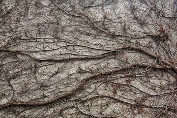 background - a stone wall entwined with dry winter stems of wild vines © Evgeny