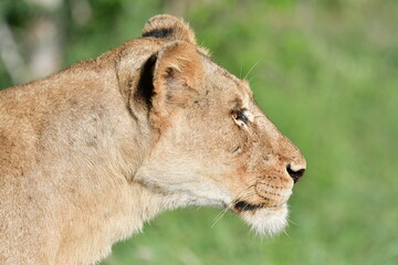 Wild Lions taken in Southern Africa, Kruger Park and Kgalagadi Park