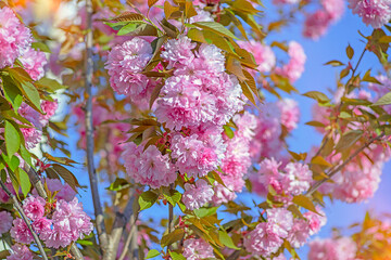 Clustered blooms of cherry branches in the springtime