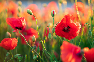 Wilder Mohn