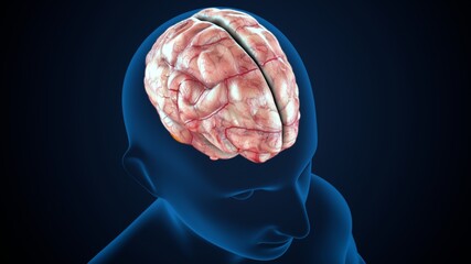 3d illustration  human body brain anatomy.