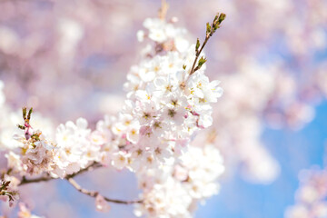 White cherry blossom, idea of the spring awakening