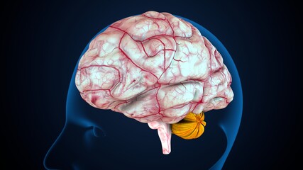 Obraz premium 3d illustration of human body brain cerebellum anatomy.