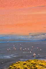 Flamingos on Laguna Colorada, Eduardo Abaroa Andean Fauna National Reserve, Potosi Department,...
