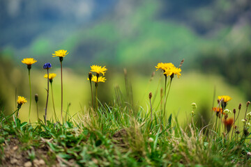 Wunderschöne Blumenwiese in den Bergen