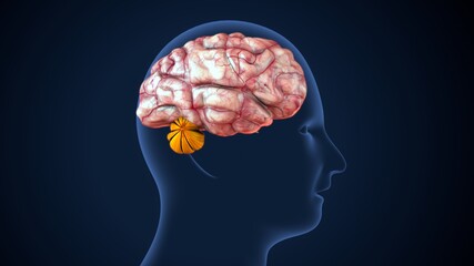 3d illustration of human body brain cerebellum anatomy.