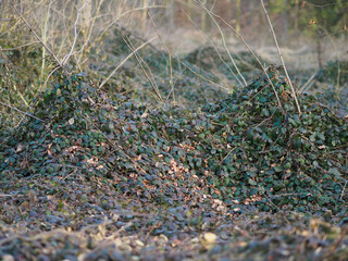 Lichtmangel - Brombeerstauden überwuchern Waldboden 