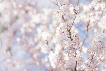 White cherry blossom, idea of the spring awakening
