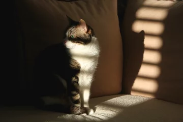 Süße Tabby-Katze, die auf einem Sofa sitzt und von Sonnenlicht beleuchtet wird. Selektiver Fokus. © jelena990